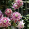 Clematis zwiebeln,Schnittblumen für Ausstellungen,winterharte pflanzen,clematis waldrebe,bevorzugt volle Sonne,krautige mehrjährige Pflanze,clematis hellblau(keine Samen)-10zwiebeln-C