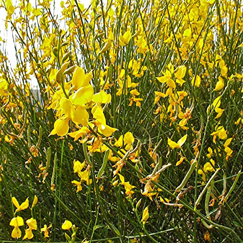 Ginestra odorosa Spartium junceum Ginestra di Spagna pianta in vaso ø9 cm h 40/60 cm Vivaio di Castelletto