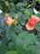 Beetrose - Rosa Hansestadt Rostock ® - Tantau Rose