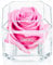 Eternal Petals A 100% Real Rose That Lasts A Year - The Perfect Unique Gift for Women and Men, An, A Birthday Gift (Pink)
