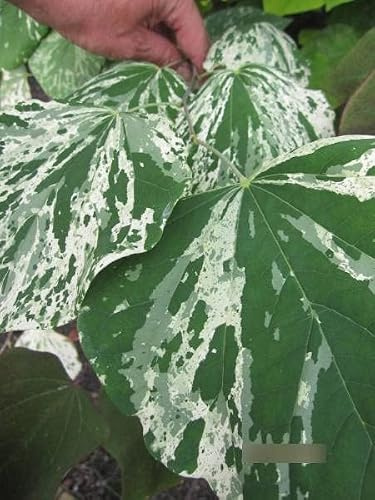 Cercis canadensis Alley Cat - Kanadischer Judasbaum - 150-175cm