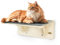pecute Cama Ventana para Gatos, Pared y Cristal Universal, Mueble de Pared con Almohadilla de Fieltro Desmontable, Hamaca Ventana con Ventosa Fuerte, Estanterías para Gatos Escalar Dormir Arañar