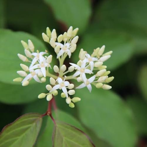 Roter Hartriegel 'Winter Beauty' - Cornus sanguinea 'Winter Beauty' -