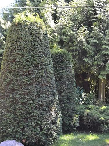 Gemeine Eibe Taxus baccata 120-140 cm im Topf. 10 Pflanzen. Immergrüne Eibenhecke