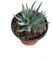 Pianta Grassa Aloe Humilis - Dimensione Vaso Vaso 18cm