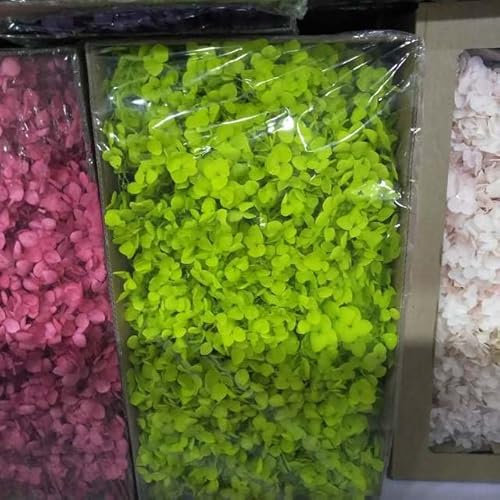 ZEYRU 100g séché l Fleur d'hortensia Immortelle réel commun Bricolage Cadeau Fleurs matériel conservé Conception Florale décor de Mariage-Vert Clair, M