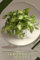 Arrowhead Plant: Prodigy Petal, Plant Guide