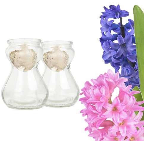 Bunte Hyazinthen Blumenzwiebeln im Glas - mehrjährig winterhart - echte Pflanzen in Glasvasen für Tischdeko - Frühblüher Steckzwiebeln in verschiedenen Farben erhältlich (2er Mix Blau u. Rosa)