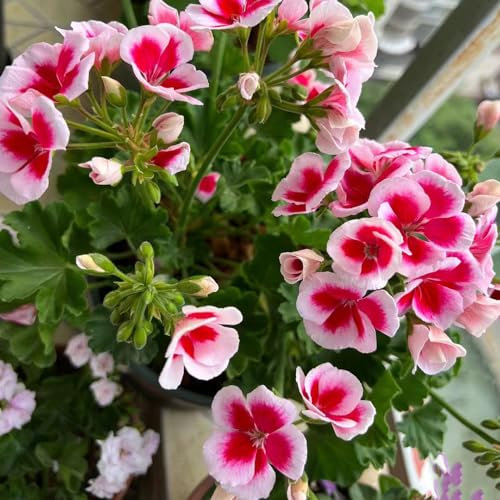 100 pcs geranien samen winterhart - pflanzensamen geranie,Pelargonium hortorum, deko bodendecker winterhart mehrjährig kleine geschenke dachbegrünung blumenwiese samen zimmerpflanzen