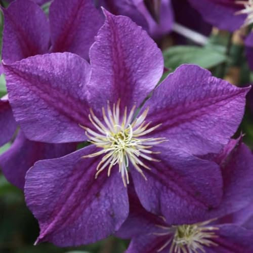Clematis 'Star of India' - Vigorous Purple Flowering Vine - Easy-Care Hardy Shrub for Partial Shade - Perfect for Walls and Fences – 1x 1.7 Litre Potted Plant by Thompson & Morgan