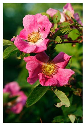 RP Seeds Rosa canina (Dog/Wild Rose) - Large Packet - 250 Seeds. British Native Wildflower.