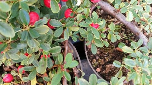 50 Stück Kriechmispel Streibs Findling (Cotoneaster dammeri) Topfware 10-15 cm