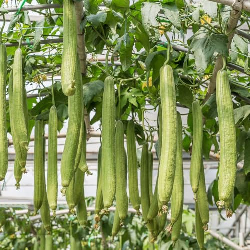 550 pcs Luffa samen kaufen - alte gemüsesorten samen seed spezielle,Luffa cylindrica, ausgefallene geschenke wanddeko pflanzen gemüse anzucht gartenpflanzen pflanze winterharte