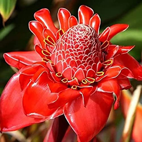 Haloppe 100 Stücke Ingwer Blumen Pflanzen Samen für Hausgarten Pflanzen, Ingwer Blumensamen Gesunde Ingwer Blumensamen Saatgut