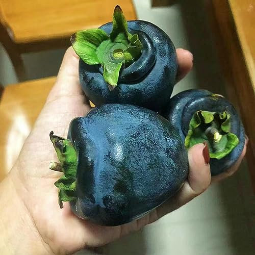 10 pcs Diospyros Digyna Samen, Black Sapote Chocolate Pudding Fruit, Säulen Obstbäume, Pflanze Black Persimmon Balkonpflanzen Winterhart, Exotische Pflanzen Samen Indoor Gewächshaus,