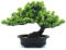 yoerm Plantas Artificiales de Interior, árbol bonsái, para decoración del hogar, estantería de baño, jardín Zen, decoración de habitación, Alto, 9.5 Pulgadas