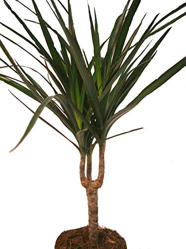 Exotenherz - Drachenbaum - Dracaena marginata - 1 Pflanze - pflegeleichte Zimmerpflanze - Palme