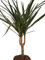 Exotenherz - Drachenbaum - Dracaena marginata - 1 Pflanze - pflegeleichte Zimmerpflanze - Palme