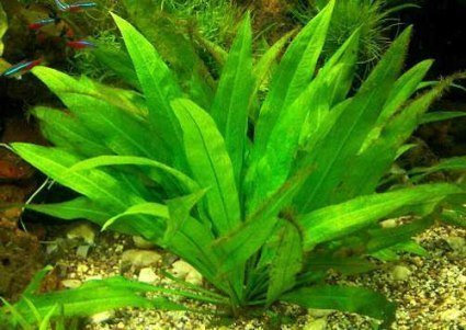 Mühlan Wasserpflanzen 1 lose Pflanze Echinodorus amazonicus, Diskus