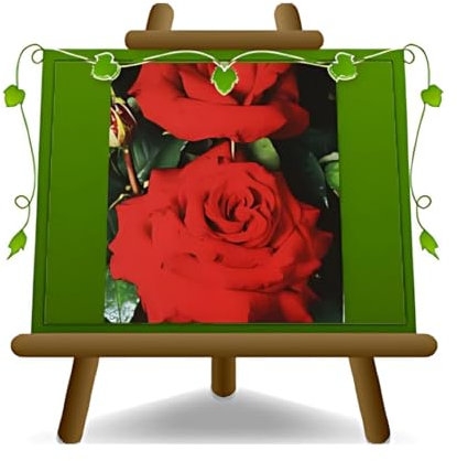 EURO PLANTS VIVAI Rose à buisson Grandes fleurs couleur rouge géranium Vase ø 18 × 18 / vase Ø 20