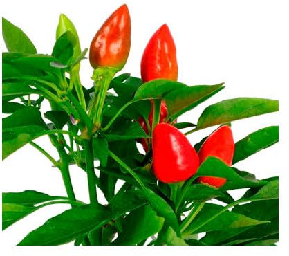 Planta de Chile Capsicum Natural - un Toque de Picante y Belleza Natural en tu Jardín