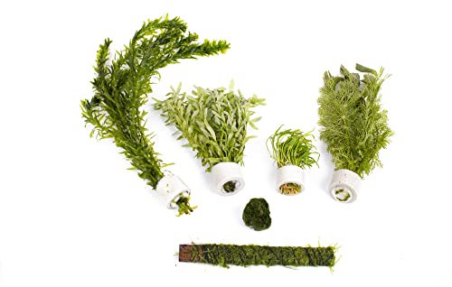 Lincolnshire Pond Plants Ltd - Live Aquarium Plants - Beginner Easy Plants - Aquarium Packs (X Small (15l - 60l))