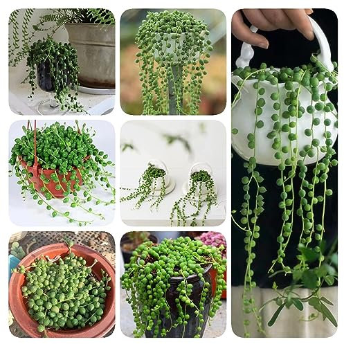 50 Pcs erbsenpflanzen kaufen samen - sukkulenten samen - hängepflanze, grünpflanzen zimmerpflanzen (Senecio rowleyanus) hängepflanzen, winterfeste pflanzen für garten winterharte stauden,