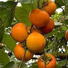 Aamish 10pcs arbre fruitier kaki
