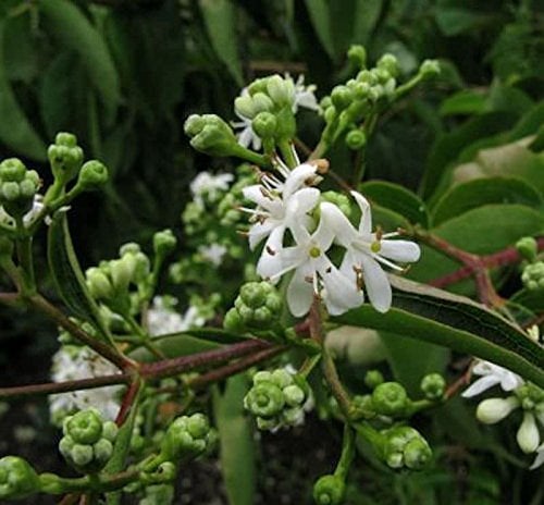 Sieben Söhne des Himmels Strauch 100-125cm - Heptacodium miconioides
