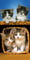 Detexpol Katzen Kätzchen Motiv Strandtuch Badetuch 70cm x 140cm