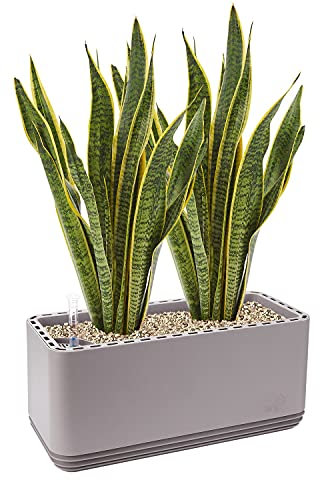 AIRY System L inkl. 2 Bogenhanfe & Airy Base Substrat • Natürlicher Luftreiniger eliminiert Schadstoffe, Allergene & Gerüche • Für Räume mit ca. 30qm • Made in Germany, 3304-603 grau-grau