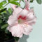 100 pcs rhododendron samen, azaleen, balkon blumen, ostern geschenke azalee winterhart - Rhododendron simsii - blumensamen balkon, bodendecker pflanzen winterhart kräuter samen, saatgut
