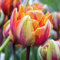 Tulpenzwiebeln-Winterhart MehrjäHrig,Tulpen Zwiebeln Mix,Tulpenzwiebeln Winterhart MehrjäHrig,Tulpenzwiebeln,Bonsai Pflanze,Schnittblumen,Gartenblumen-3zwiebeln-d