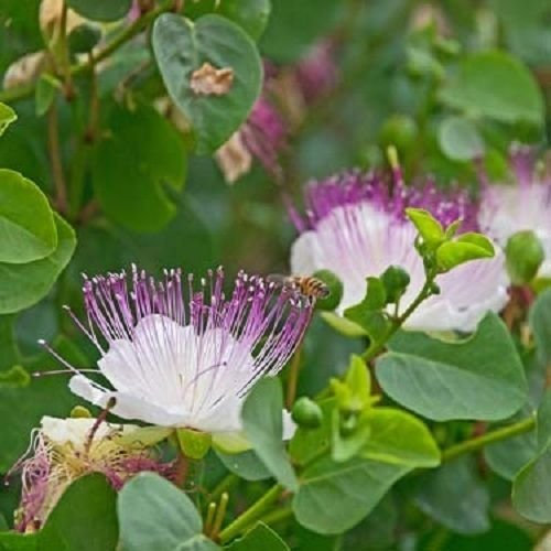 Cappero Bush Capparis Spinosa 20 Semi da Giardino