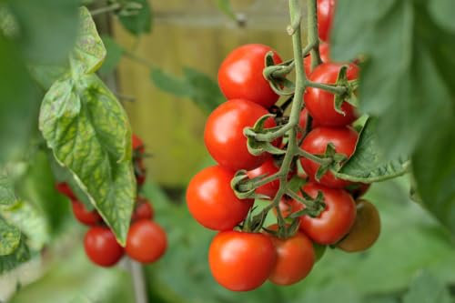 Roselyn Seeds Tomato Alicante - Traditional Salad Cordon Tomato - 40 Seeds | Early Ripening & Heavy Cropping | Easy to Grow