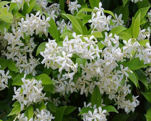 graines de fleurs de jasmin 100pcs blanc