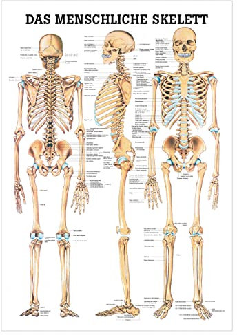 Das menschliche Skelett Lehrtafel Anatomie 100x70 cm medizinische Lehrmittel