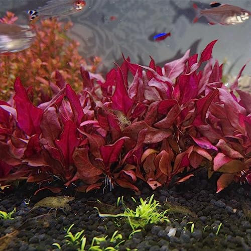 100 Stücke Aquarium Pflanzen Samen Gras - Wasserpflanzen - Zimmerbonsai Bonsai (Macrophytes) Luftreinigende Zimmerpflanzen, Aquarium Pflanzen Bodendecker Samen, Dekopflanzen Topfpflanzen,