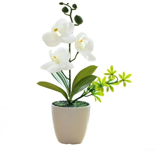 Phalenopsis Plant, Pot Included, House Plant, Live Potted Twin Spiked Orchid Phalaenopsis Perfect for Home, Office, Christmas, Birthdays, Anniversaries (white)