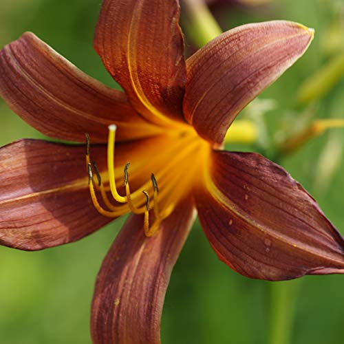 Blumixx Stauden Hemerocallis Hybride 'Brunette' - Taglilie braunrot