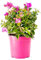Bonplants Bougainvillea Glabra Alexandra (Cespuglio Viola/Fucsia, Vaso 17, h 35 cm)
