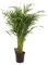 Dypsis Lutescens - Bambuspalme - Zimmerpflanze - Ø21cm - ↑110cm