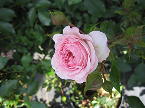 Rosa Larissa ® - Kleinstrauchrose Larissa ® - Kordes Rose - ADR Rose