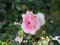 Rosa Larissa ® - Kleinstrauchrose Larissa ® - Kordes Rose - ADR Rose