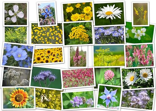 Wild & Kulturarten Bienenweide ´über 20 Arten‘. Wildblumen, Blumenwiese (200m² = 120,0g)
