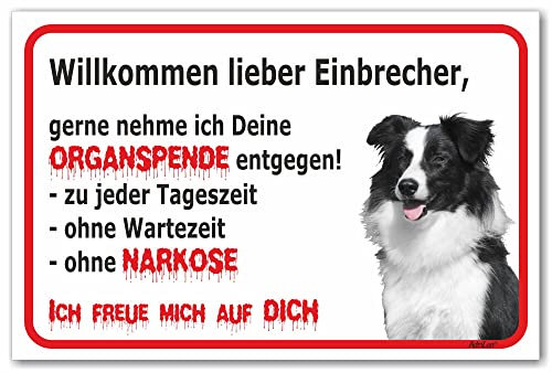AdriLeo Schild - Vorsicht Border Collie - Willkommen Lieber Einbrecher - (30x40cm) / Achtung Hund Wachhund robust langlebig UV-beständig wetterfestes Warnschild Hütehund Hirtenhund