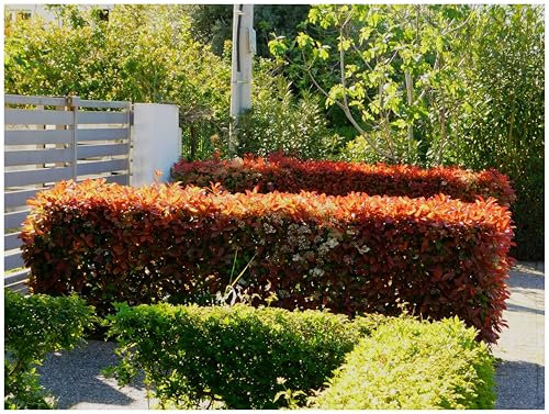 10 x Photinia fraseri 'Little Red Robin' (Gehölz/Heckenpflanze/Winterhart/Mehrjährig/Immergrün) Kleine Rote Glanzmispel - Kompakte Eleganz in strahlendem Rot - Blickfang - von Stauden Gänge