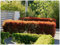 10 x Photinia fraseri 'Little Red Robin' (Gehölz/Heckenpflanze/Winterhart/Mehrjährig/Immergrün) Kleine Rote Glanzmispel - Kompakte Eleganz in strahlendem Rot - Blickfang - von Stauden Gänge