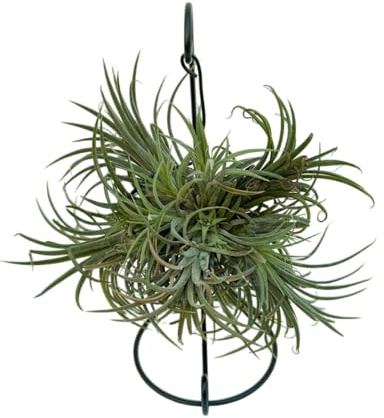 VANDAS Tillandsia Xerographica con Supporto in Metallo – Pianta dell’Aria | Air Plant Senza Terriccio | Altezza 23 cm | Decorazione Moderna | Made in Italy