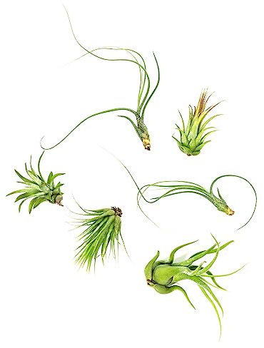 12 Air Plant Variety Pack - Small Tillandsia Terrarium Kit - Assorted Species of Live Tillandsia Tropical House Plants for Sale, 2 to 5 Inches Each - Air Plants for Indoor Home Decor
